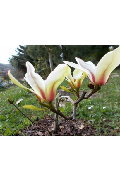 Магнолия гибридная ’Sunrise’